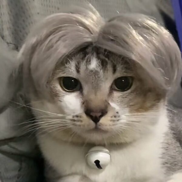 Pet Wig Wig Funny Props