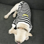 Adult pet striped parent-child outfit